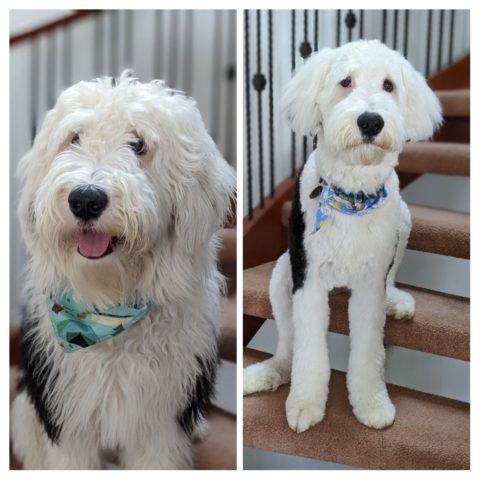 Past Puppies | Wild Rose Sheepadoodles and Bernedoodles