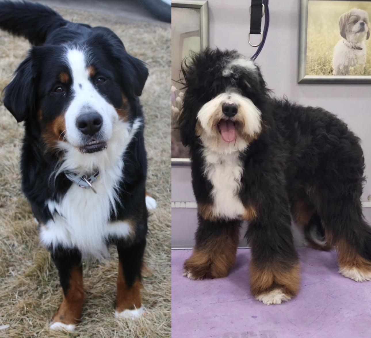 Wildrose sheepadoodles shop